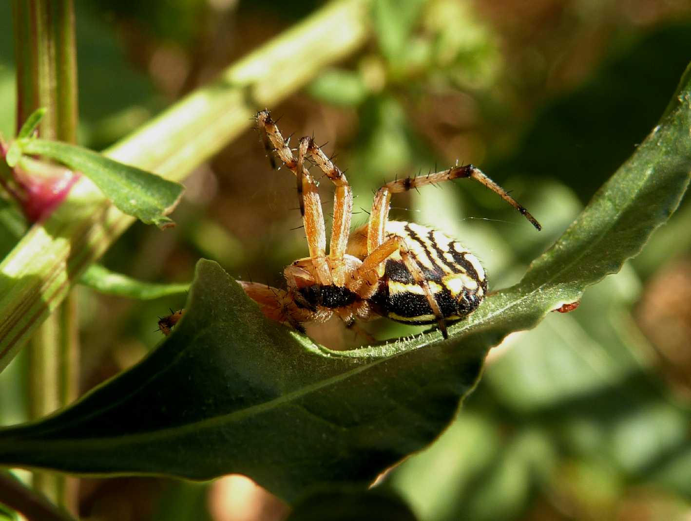 Carrellata di Neoscona adianta